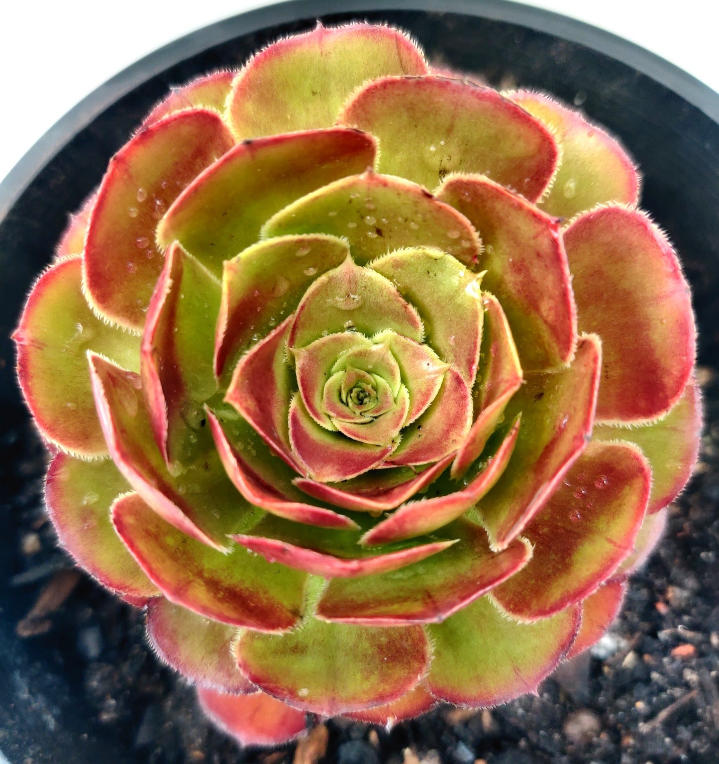 Aeonium Succulent - Bonsai Gifts Nursery