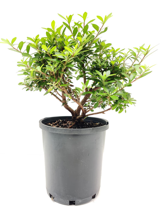 Saotome Azalea 8" Bonsai - Bonsai Gifts Nursery