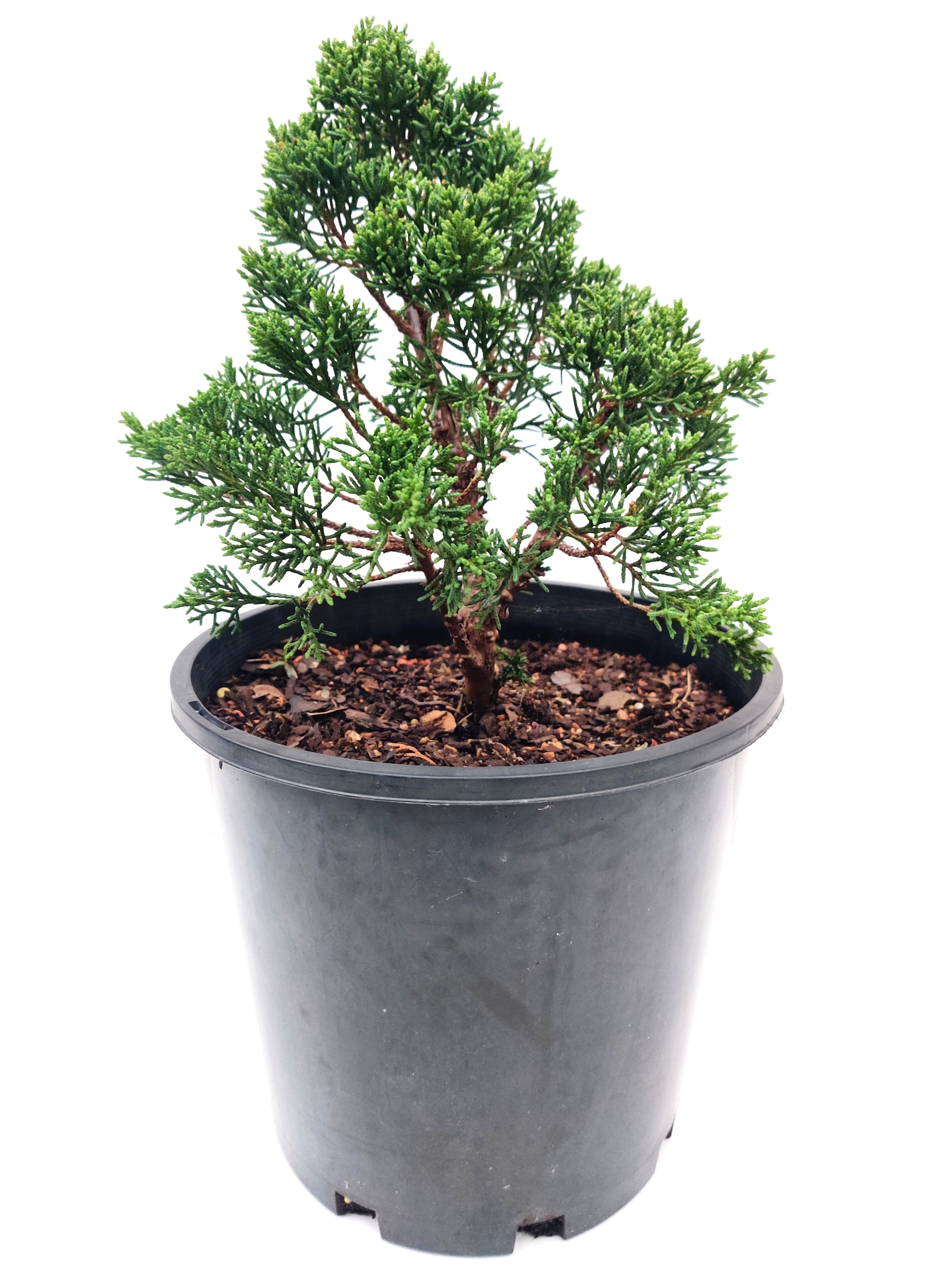 Sargent Juniper - Bonsai Gifts Nursery