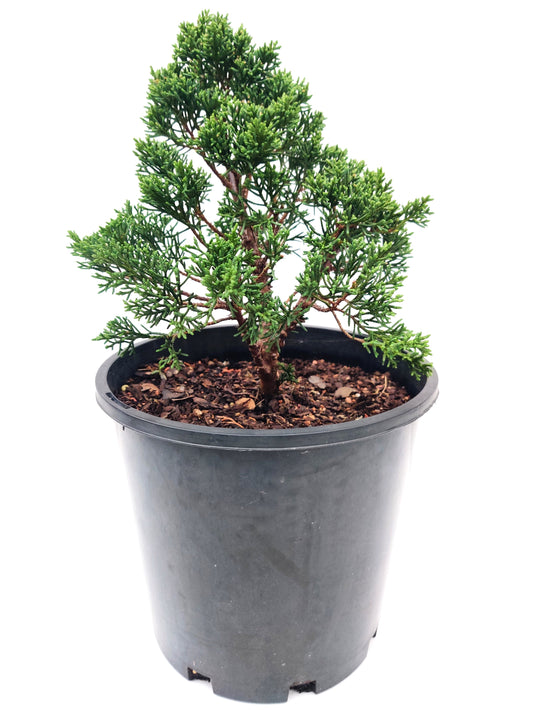 Sargent Juniper 8” Bonsai - Bonsai Gifts Nursery