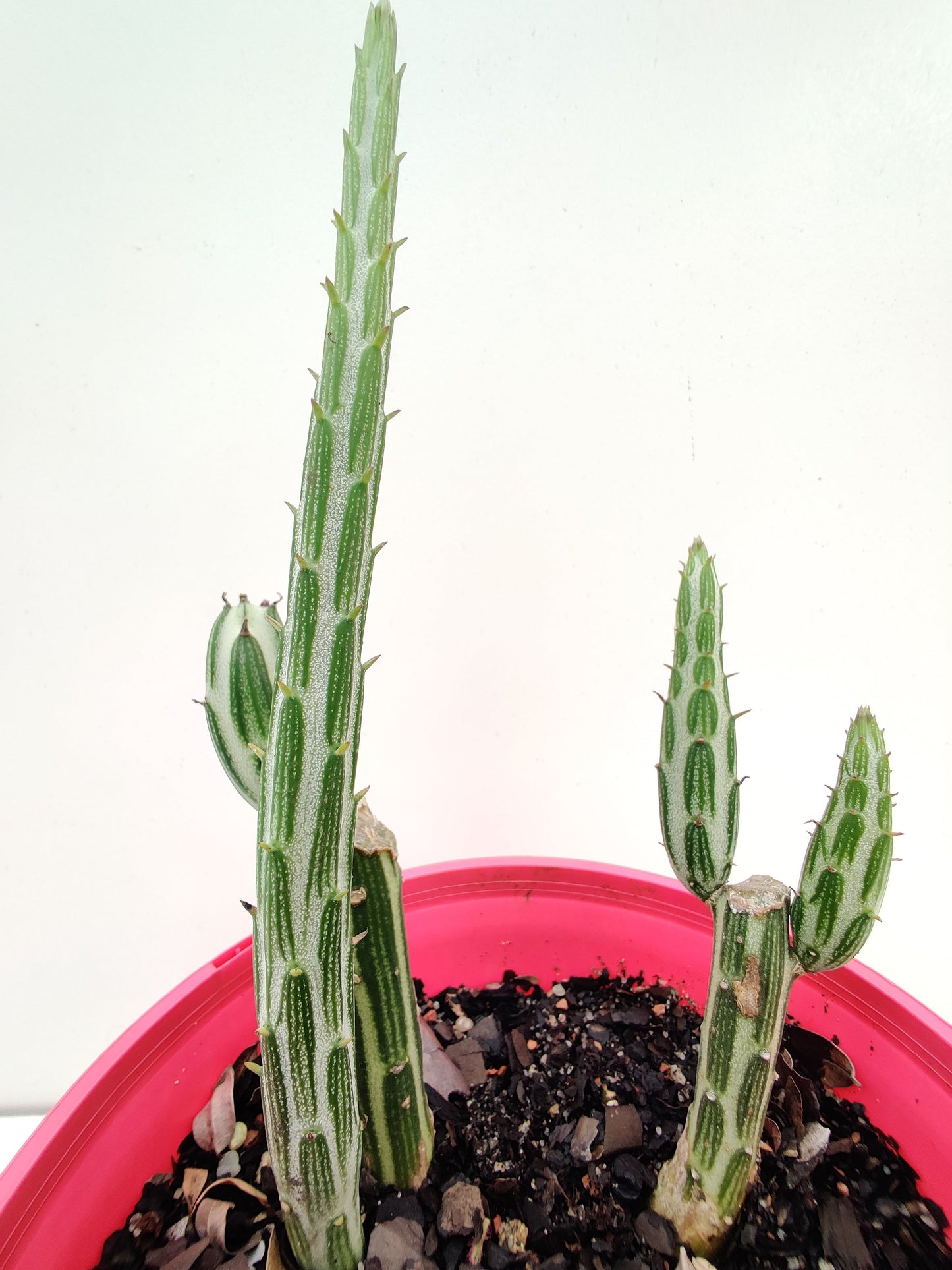 Senecio Stapeliiformis Pickle Plant Succulent - Bonsai Gifts Nursery