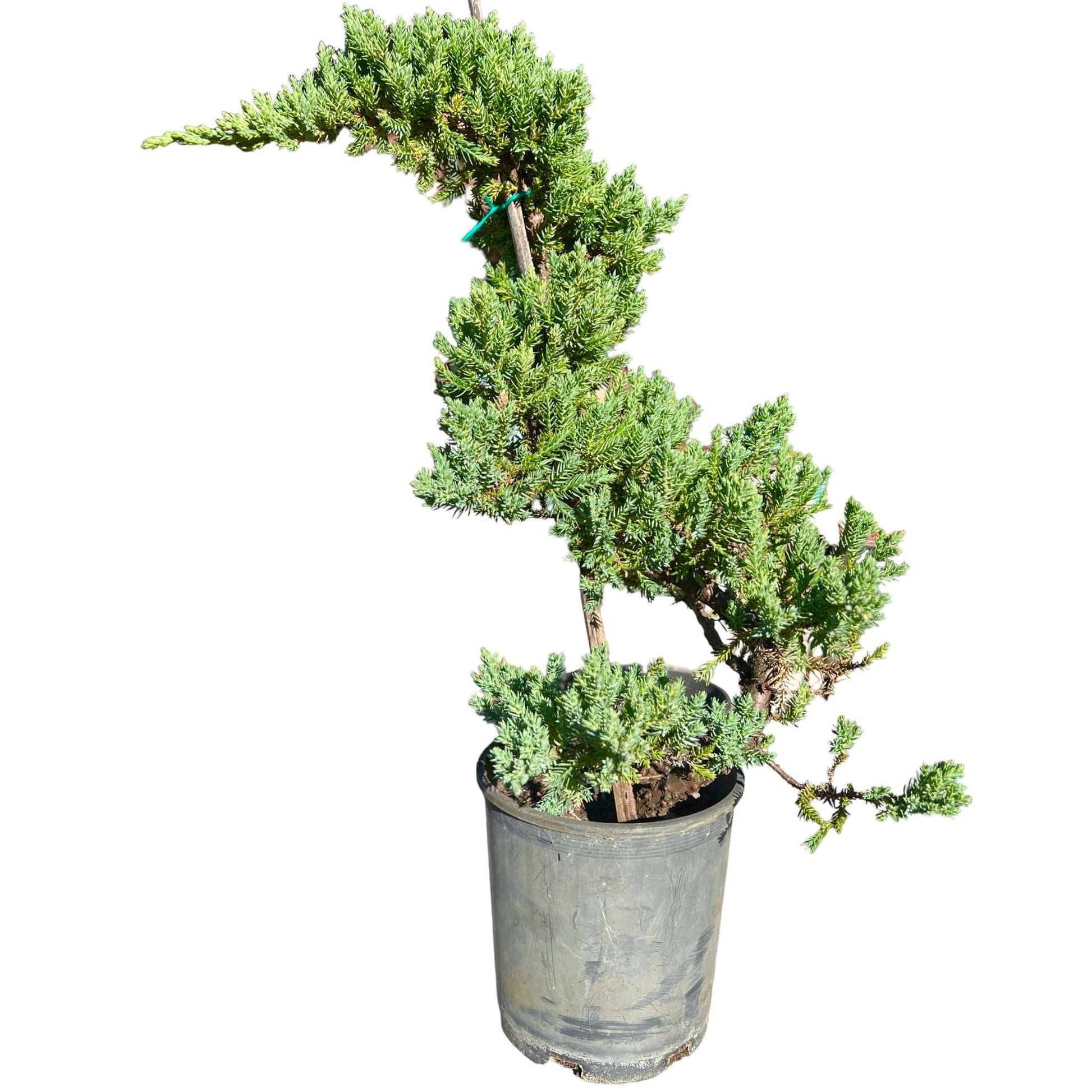 6” Staked Juniper - Bonsai Gifts Nursery