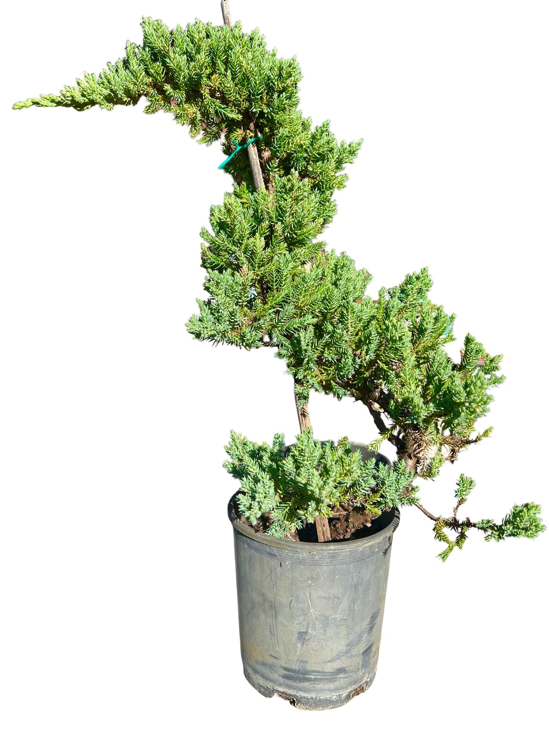 6” Staked Juniper - Bonsai Gifts Nursery