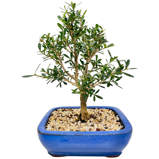 6” Harlandii Buxus Bonsai Tree - Bonsai Gifts Nursery
